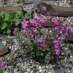 Petrocoptis pyrenaica