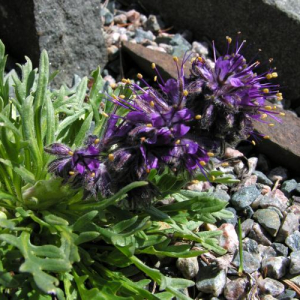 Phacelia sericea