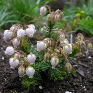 Phyllodoce glanduliflora