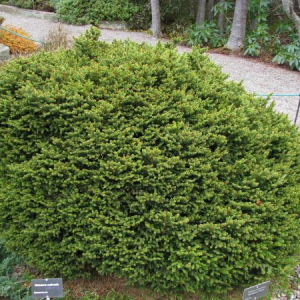 Picea abies 'Pygmaea'