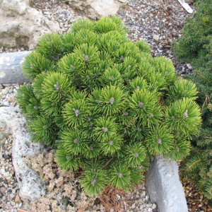 Pinus mugo 'Sharwood Compact'