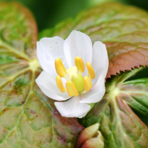 Podophyllum hexandrum