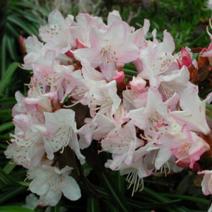 Rhododendron 'Ginny Gee'