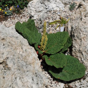 Rheum rhizostachyum