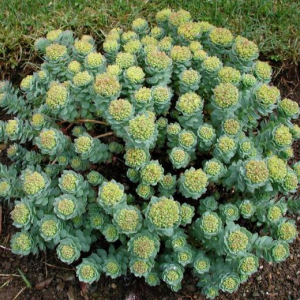 Rhodiola rosea