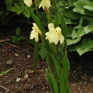 Roscoea cautleyoides