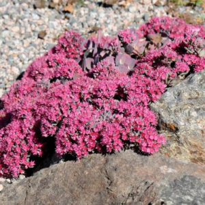Hylotelephium cauticola 'Lidakense'