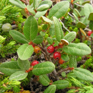 Shepherdia canadensis var. prostrata