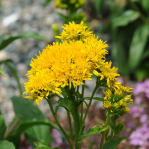 Solidago multiradiata