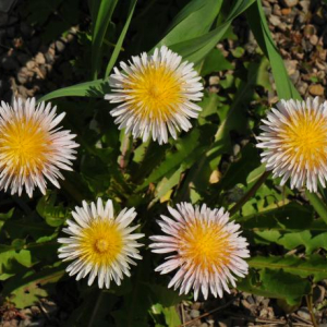 Taraxacum pseudoroseum