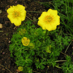 Trollius acaulis