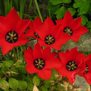 Tulipa batalinii 'Bright Gem'