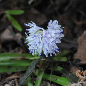 Ypsilandra thibetica