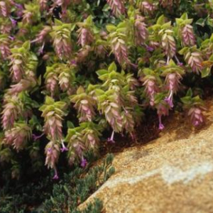 Oreganum 'Suendermanii'