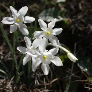 Narcissus watieri