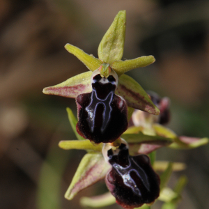 Ophrys sphegodes