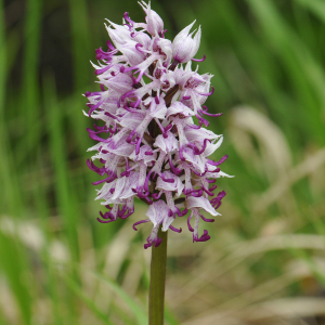 Orchis simia