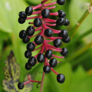 Actaea asiatica