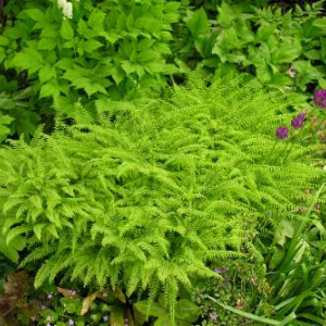 Adiantum aleuticum, photo by Todd Boland