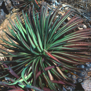 Agave colimana