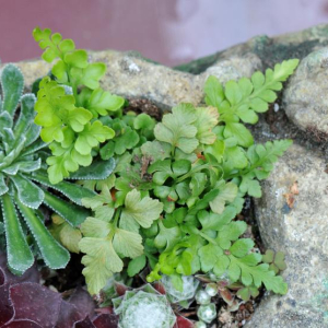 Asplenium adiantum-nigrum