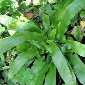 Asplenium scolopendrium