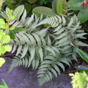 Athyrium 'Branford Beauty'