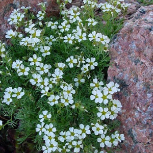 Growing in Denver; photo by Panayoti Kelaidis