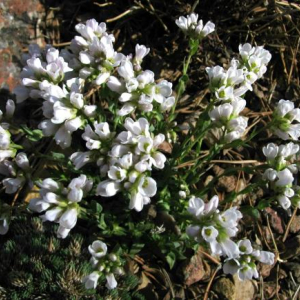 Coluteocarpus vesicaria