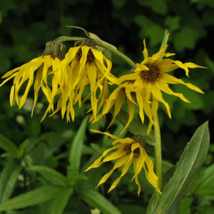 Cremanthodium brunneo-pilosum