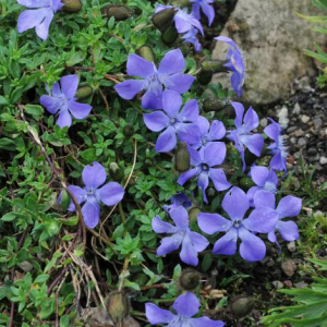 Cyananthus lobatus