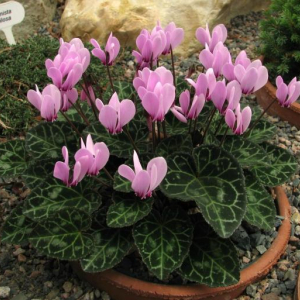 Cyclamen graecum