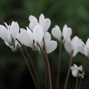 Cyclamen intaminatum