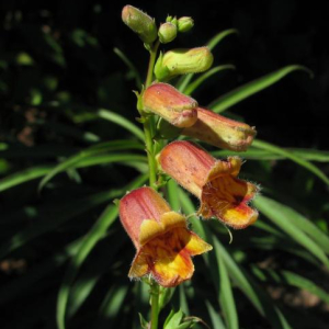 Digitalis obscura