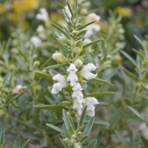 Dracocephalum muticaule