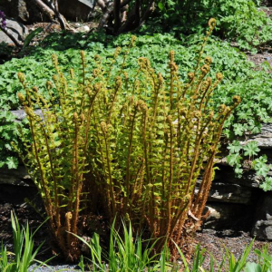 Dryopteris affinis