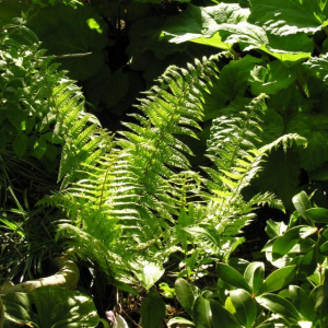 Dryopteris goldiana