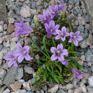 Edraianthus serpyllifolius