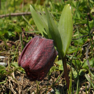 Fritillaria latifolia, in the wilds of the Greater Caucasus