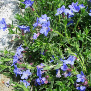 Lithodora diffusa 'Grace Ward'
