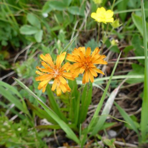 Agoseris aurantiaca; Banff National Park, AB.