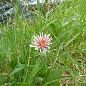 Agoseris lackschewitzii; Banff National Park, AB.