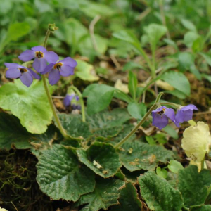 Ramonda serbica growing in the wilds of northern Greece