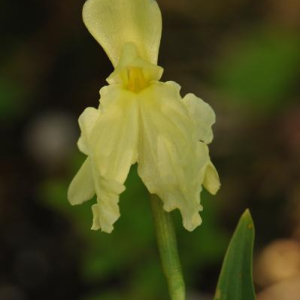 Roscoea cautleyoides