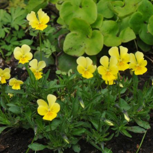 Viola lutea