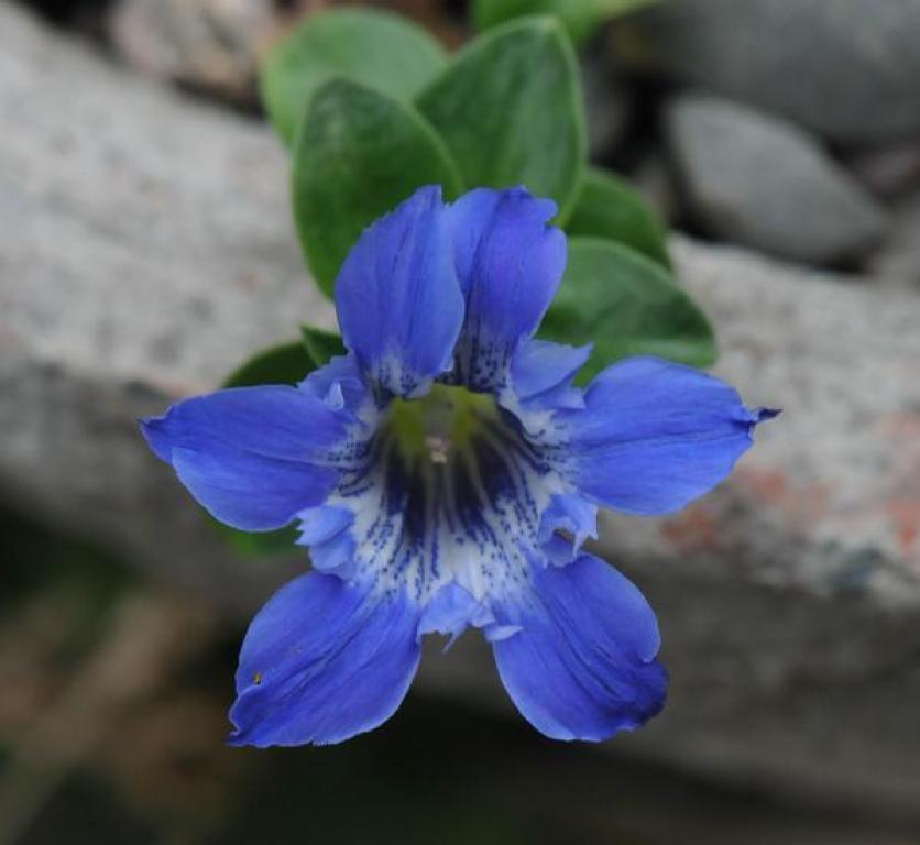 Gentiana cachemirica