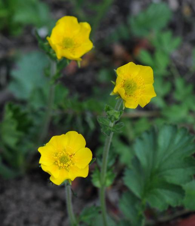 Geum montanum