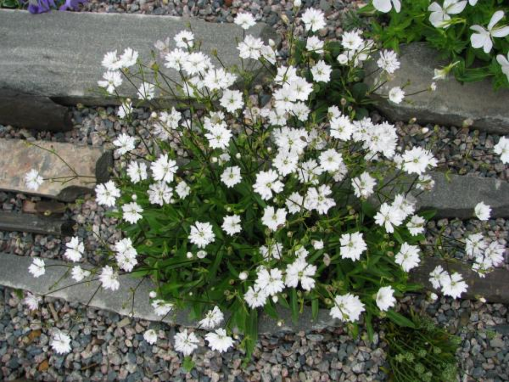 Silene alpestris