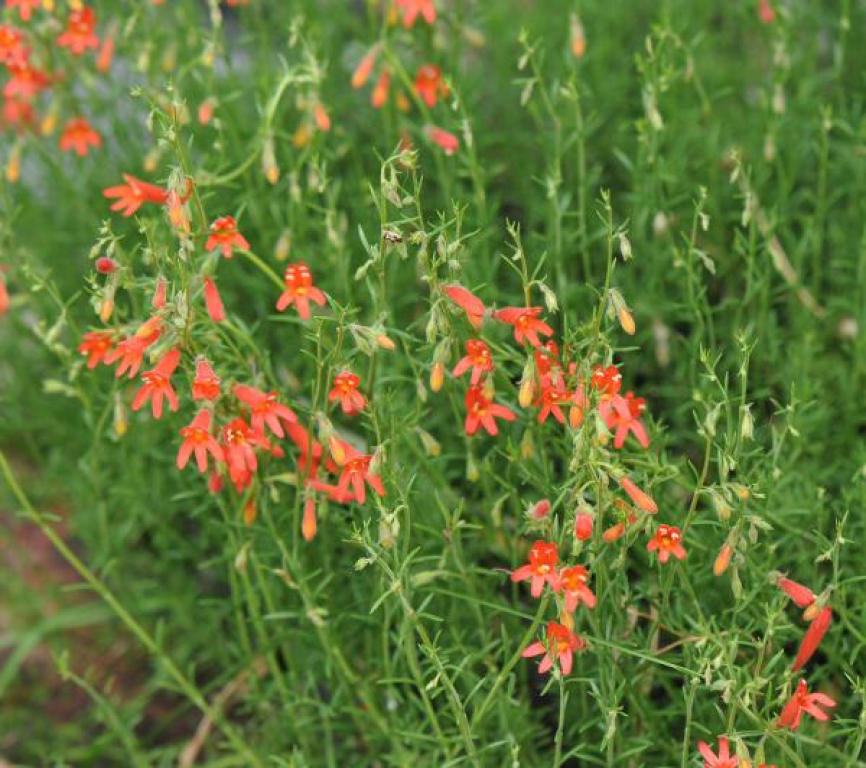 Penstemon pinifolius