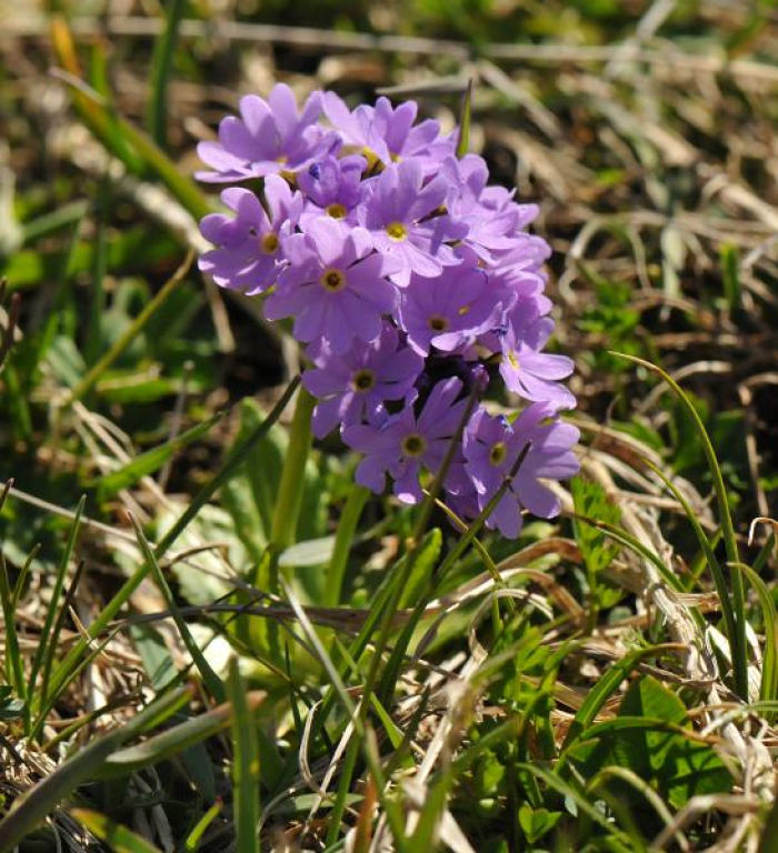 Primula algida